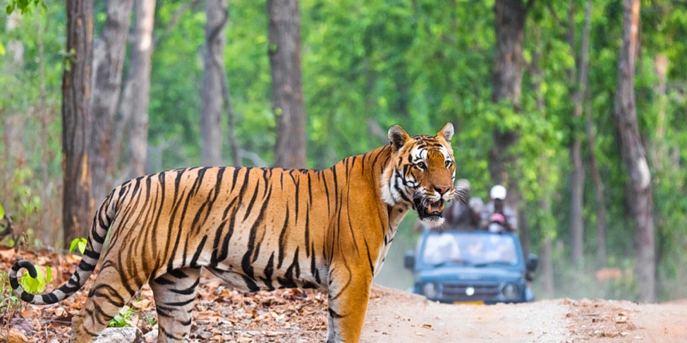 Manali Zoo is also an attraction in Manali tourism best places to visit checklist