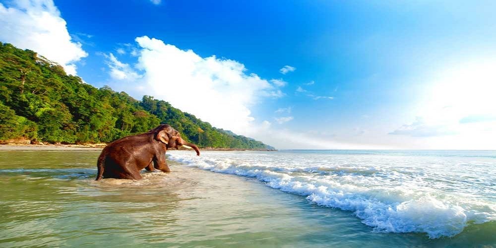 Elephant Beach in Havelock island, you can take elephant ride and can do more fun activities 