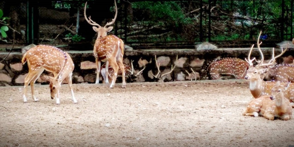 Deer at Jaipur Zoo