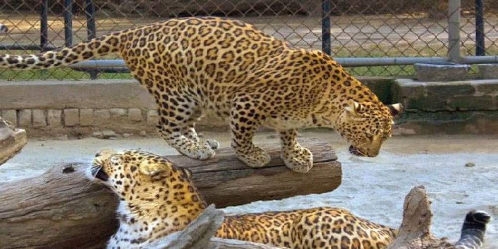 leopard at Jaipur Zoo
