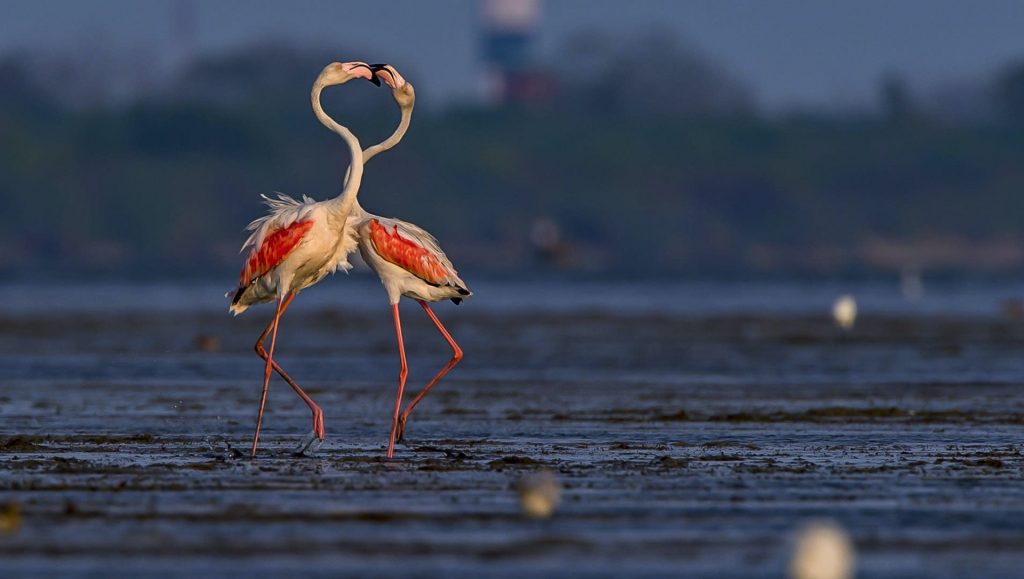 Sultanpur Bird sanctuary in Gurgaon, Flamingo birds best pic