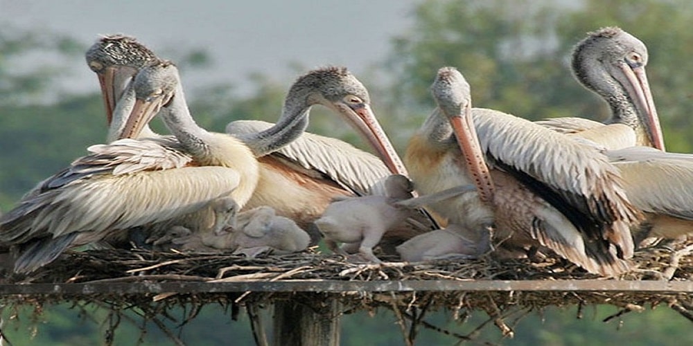 Sultapur Bird Sanctuary In Guragon, Mother bird taking care of chicks