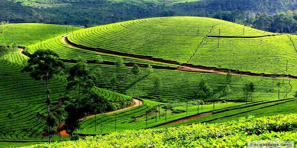 Ooty Hill Station Tamil Nadu,How To Reach Ooty From Delhi, Ooty weather