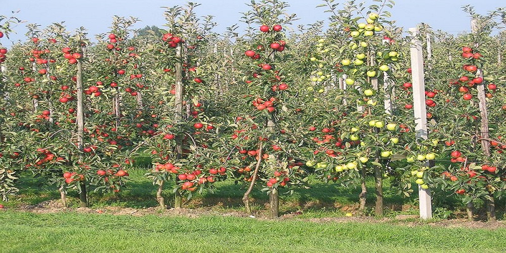 Chaubatia Apple Orchard