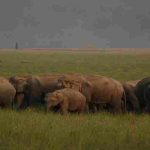 Jim Corbett National Park