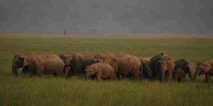 Jim Corbett National Park